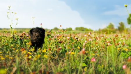 dog sitting in a flower field, sharの写真素材