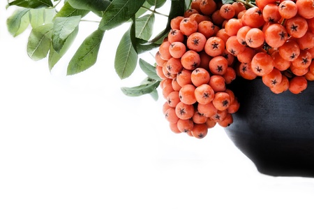 rowan berriesの写真素材