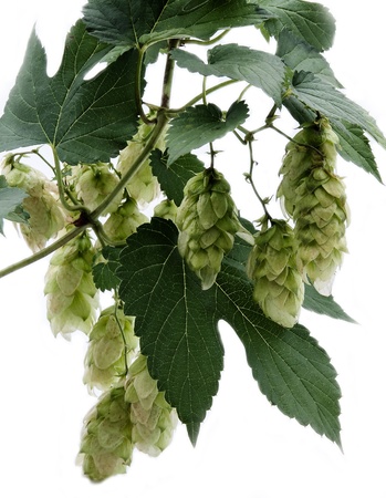 Humulus tree branchの写真素材