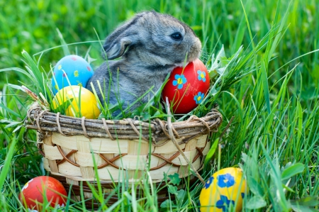 little easter bunny sitting in the grass, scattered around the decorated eggsの写真素材