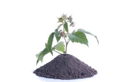 Ripe and unripe red and green  berries of a raspberry on branches isolatedの写真素材