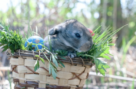 little easter bunny sitting in the grass, scattered around the decorated eggs