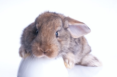 Adorable rabbit isolated on a white backgroundの写真素材