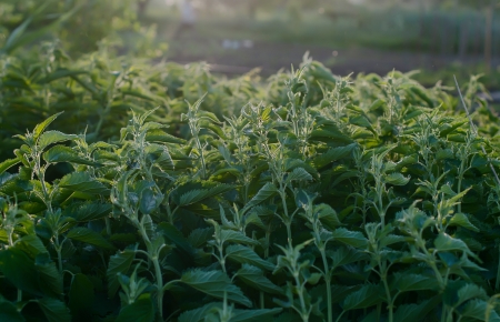 green stinging nettle in gardenの写真素材
