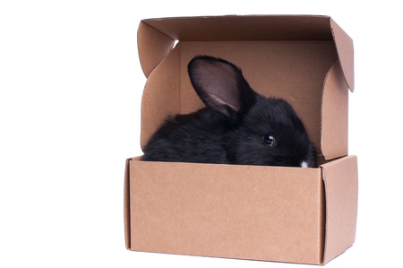 little rabbit near the box with gift, isolated on whiteの写真素材