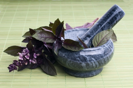 Fresh basil leaves in closeupの写真素材