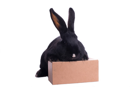 Small racy dwarf black bunny isolated on white background. studio photo.の写真素材