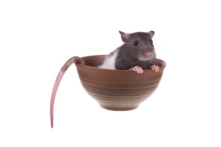 Young small rat in a cup, isolatedの写真素材