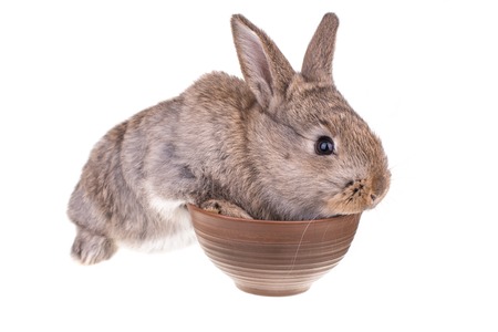 Rabbit sitting in a bowl against white backgroundの写真素材