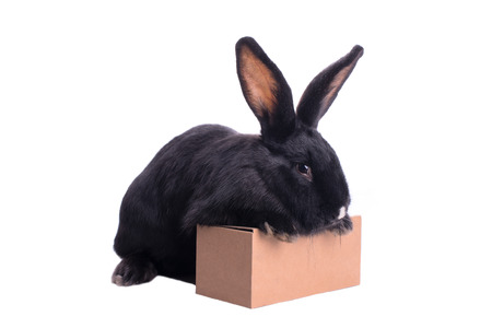 racy dwarf black bunny on a box isolated on white backgroundの写真素材