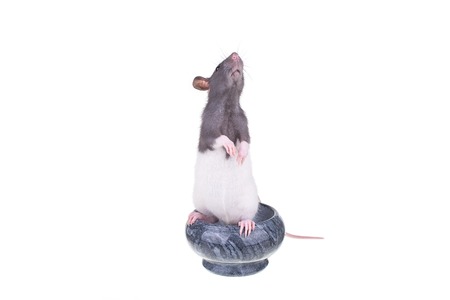 Young small rat in a cup, isolatedの写真素材
