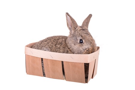 A small rabbit in a basket isolated on white backgroundの写真素材