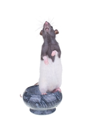 Young small rat on a cup, isolatedの写真素材