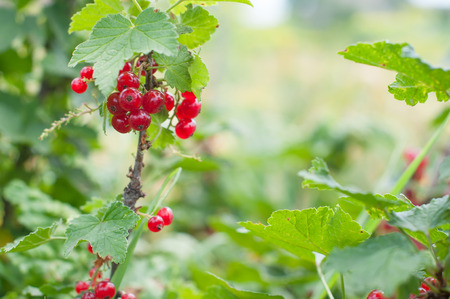 Red currant closeupの写真素材