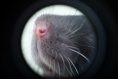 funny rat close-up portrait on white backgroundの写真素材