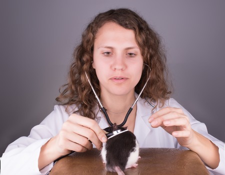 Young woman veterinarian looks at the ratの写真素材