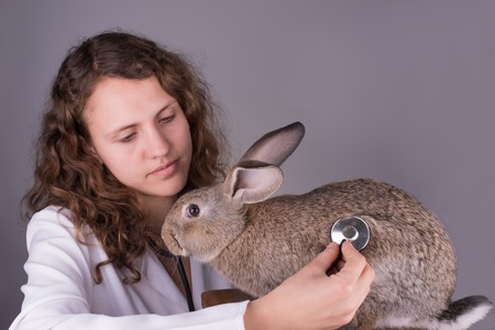 A portrait of a female vet holding a rabbitの写真素材