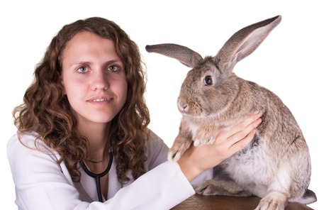 A portrait of a female vet holding, rabbitの写真素材