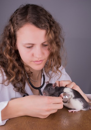 Young woman veterinarian looks at the ratの写真素材