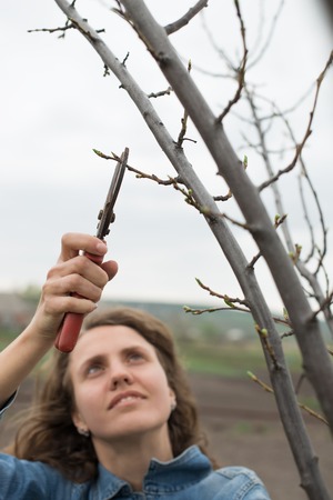 Happy gardener woman using pruning scissors in orchard garden. Pretty female worker portrait with...