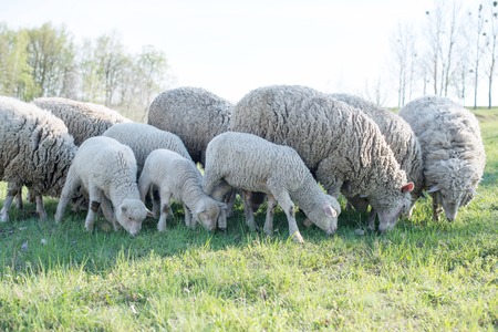 lamb grazing in rural field, sheep grazing on a green fieldの写真素材