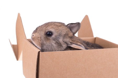 gray bunny sitting in a cardboard box on a whiteの写真素材