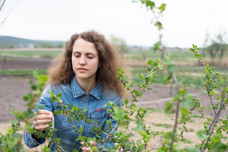 Girl at gloves cleaning ficus plant by wet spongeの写真素材
