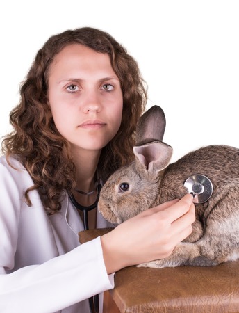 A portrait of a female vet holding a rabbitの写真素材