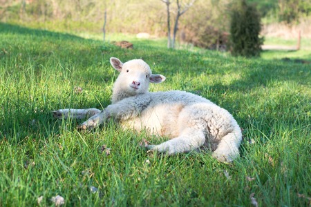 Small woolly lamb with tag in ear lying on the grassの写真素材