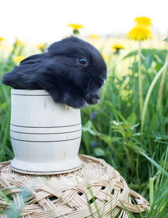 black bunny sitting in a basket, summer sunny dayの写真素材