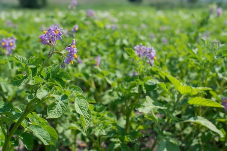 purple flowers of Lycianthes rantonnetii or blue potato bushの写真素材
