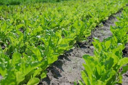 green salad isolated on a background