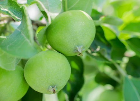 Green apples on an apple-tree branch in gardenの写真素材