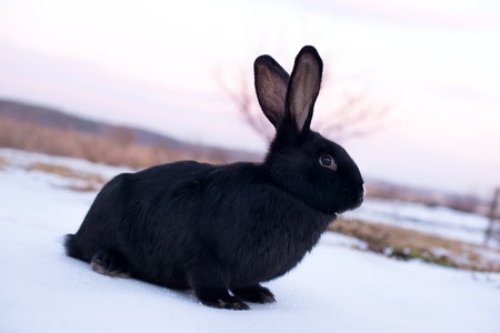 black rabbit with the face in the snowの写真素材