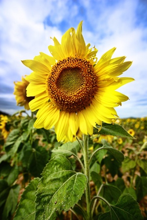 Sunflowerの写真素材