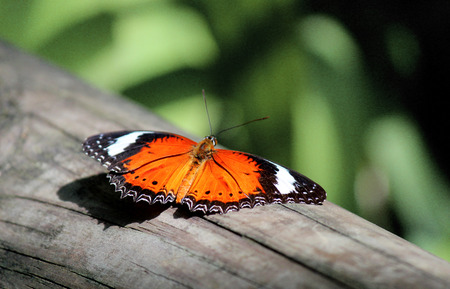 Orange Butterflyの写真素材