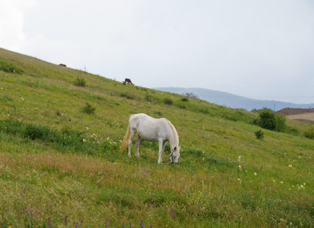 White horse grazing on a green meadowの写真素材