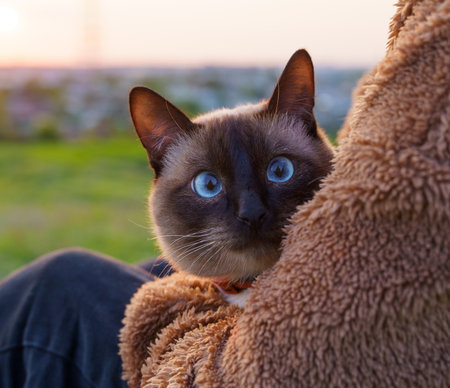 Siamese cat with blue eyes on the background of the sunsetの写真素材