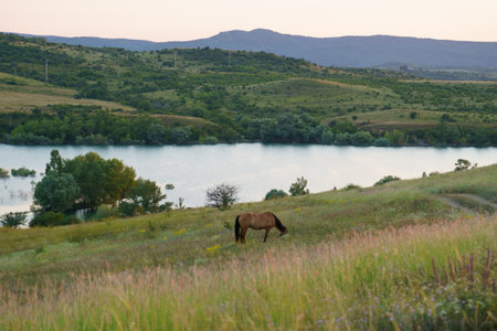Horse grazing on a meadow near the lake at sunset.の写真素材