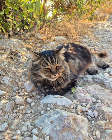 Siberian cat lying on the ground in the shade of the treesの写真素材