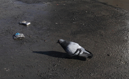 Gray pigeon walking on asphalt around all wet and dirtyの写真素材