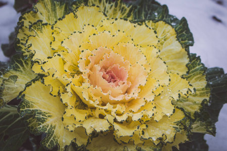 Decorative cabbage in the winter in snow close upの写真素材