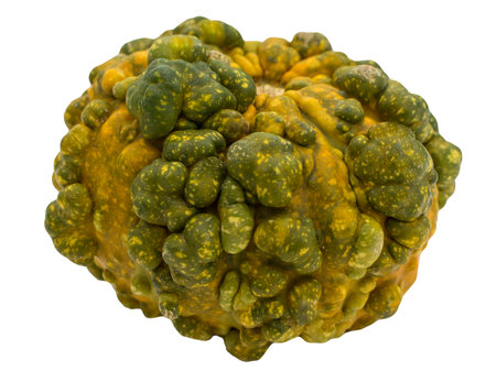 Pimply decorative pumpkin on the white isolated backgroundの写真素材