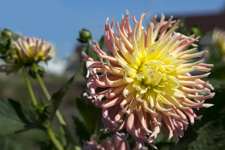 Beautiful flower of a yellow-pink needle dahliaの写真素材