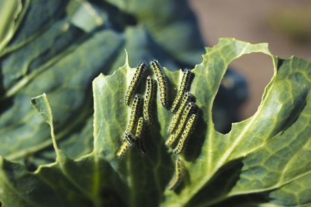 Many caterpillars eat cabbage sheetの写真素材