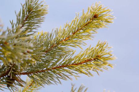 Fluffy branches of the Siberian fur-tree against white snow.の写真素材