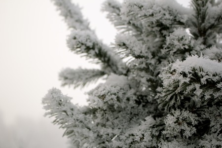 Christmas tree in hoarfrost against hoarfrostの写真素材