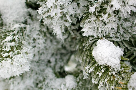 Christmas tree in hoarfrost against hoarfrostの写真素材