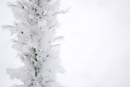 Christmas tree in hoarfrost against hoarfrostの写真素材