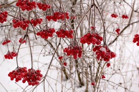 Brightly red clusters of  viburnum in hoarfrost in the winter in Siberiaの写真素材